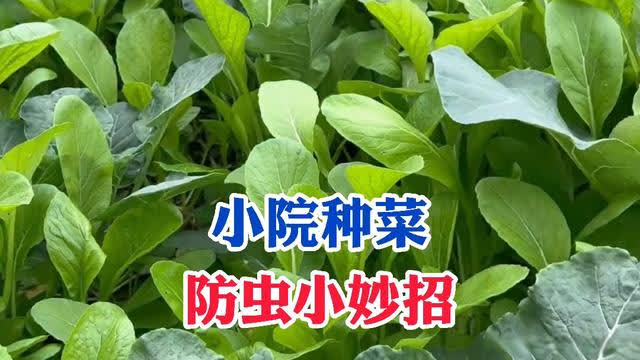 生活小妙招，种菜大全及家庭小菜园的绿意盎然打造